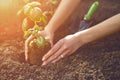 Hands of unknown female are planting young green basil sprout or plant in soil. Organic eco seedling. Sunlight, ground Royalty Free Stock Photo