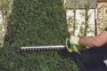 Hands of unknown gardener in gloves are trimming overgrown green thuja with hedge trimmer on sunny backyard. Worker Royalty Free Stock Photo