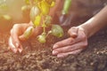 Hands of unknown lady are planting young green basil sprout or plant in fertilized ground. Sunlight, soil, small garden Royalty Free Stock Photo