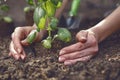 Hands of unknown lady are planting young green basil sprout or plant in fertilized ground. Sunlight, soil, small garden Royalty Free Stock Photo