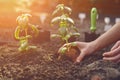 Hands of unknown woman are planting young green basil sprout or plant in black ground. Sunlight, soil, small garden Royalty Free Stock Photo
