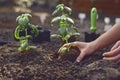 Hands of unknown woman are planting young green basil sprout or plant in black ground. Sunlight, soil, small garden Royalty Free Stock Photo