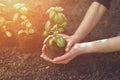 Hands of unrecognizable girl are holding green basil sprout or plant in soil. Ready for planting. Organic eco seedling Royalty Free Stock Photo