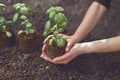 Hands of unrecognizable girl are holding green basil sprout or plant in soil. Ready for planting. Organic eco seedling Royalty Free Stock Photo