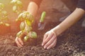 Hands of unrecognizable girl are planting green basil seedling or plant in ground. Organic gardening. Sunlight, soil Royalty Free Stock Photo