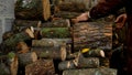 An unrecognizable man is stacking logs of firewood near his house. Heating the house in winter