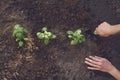 Hands of unrecognizable woman agronomist are digging by small garden shovel, planting green basil sprouts or plants in