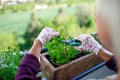 Unrecognizable woman gardening on balcony in summer, cutting herbs. Royalty Free Stock Photo