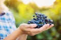 Hands of unrecognizable woman holding bunch of blue grapes