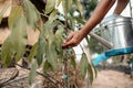 Hands use watering metal can pouring water mango plants. Farm and argiculture at countryside concept