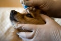 The hands of the vet who treat the eye of the dog