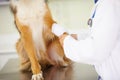 Hands of veterinarian, bandage or dog at veterinary clinic in an emergency healthcare inspection or accident. Doctor