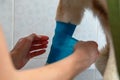 Hands of a veterinarian bandage the paw dog. Concept veterinary care for pets. Care, help and wooing. Royalty Free Stock Photo