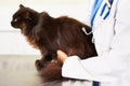 Hands, veterinarian or cat in veterinary clinic or animal healthcare table for checkup in nursing consultation. Medical