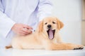 Hands of veterinarian giving injection to little golden retriever