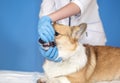 Hands veterinarian in gloves examine the mouth of a red dog Corgi opening her mouth and exposing her teeth