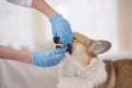 Hands of veterinarian in gloves inspect mouth red dog Corgi opening her mouth