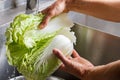 Hands washing chinese cabbage. Royalty Free Stock Photo