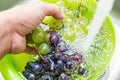 Hands washing a fresh grapes Royalty Free Stock Photo