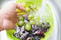 Hands washing a fresh grapes Royalty Free Stock Photo