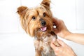 Hands washing yorkshire dog. Royalty Free Stock Photo