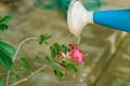 Hands watering plants