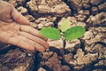 Hands watering a tree on cracked earth