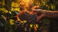 Hands of a Weathered Vintner Inspects His Wine Grape Harvest in the Vineyard. Generative AI
