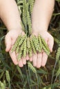 Hands with wheat ears