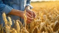 The hands in wheat field.AI generated image Royalty Free Stock Photo