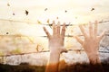 Hands of wire prison with bird flying on sunset sky background Royalty Free Stock Photo