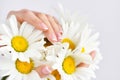 Hands of a woman with beautiful french manicure and white daisy Royalty Free Stock Photo