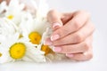 Hands of a woman with beautiful french manicure and white daisy flowers Royalty Free Stock Photo