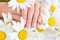 Hands of a woman with beautiful french manicure and white daisy flowers Royalty Free Stock Photo