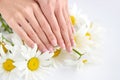 Hands of a woman with beautiful french manicure and white daisy flowers Royalty Free Stock Photo