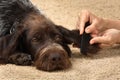 Hands of woman combing fur of dog Royalty Free Stock Photo