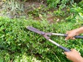 the hands of a woman cutting a hedge Royalty Free Stock Photo