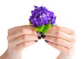 Hands of a woman with dark manicure on nails and bouquet of violets on a white background Royalty Free Stock Photo