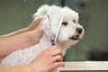 Hands of woman, dog grooming. Royalty Free Stock Photo