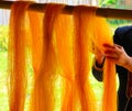 Hands of a woman drying yellow silk yarns after degumming from silk cocoon Royalty Free Stock Photo