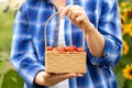 Hands of woman farmer holding a basket with cherry tomatoes Royalty Free Stock Photo