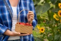 Hands of woman farmer holding a basket with cherry tomatoes Royalty Free Stock Photo