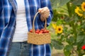 Hands of woman farmer holding a basket with cherry tomatoes Royalty Free Stock Photo