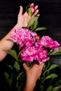 Hands of woman florist holding beautiful bouquet of peonies Royalty Free Stock Photo