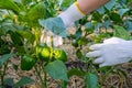 Hands of woman in gloves is show a green pepper paprika on the garden background. The concept agriculture of growing vegetables.