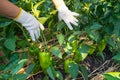 Hands of woman in gloves is show a green pepper paprika on the garden background. The concept agriculture of growing vegetables.