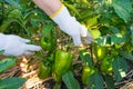 Hands of woman in gloves is show a green pepper paprika on the garden background. The concept agriculture of growing vegetables.