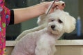 Hands of woman grooming dog. Royalty Free Stock Photo