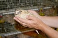 Hands of the woman hold a quail. Quail farm