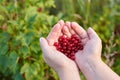 Hands of woman hold ripe red currant berries